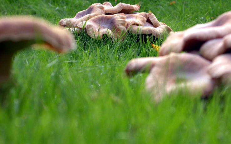 How To Get Rid Of Mushrooms In Your Lawn