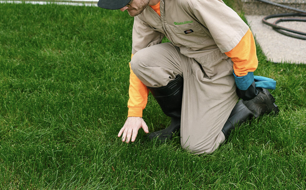 Chinch Bug Treatment: Spot & Stop Lawn Damage Fast