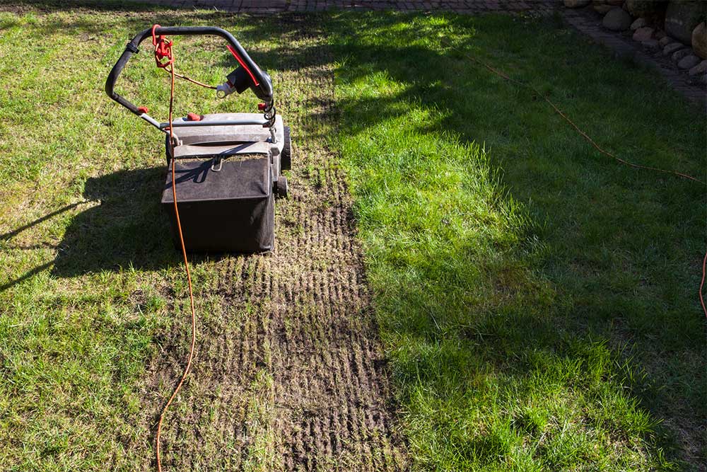 Spring Lawn Dethatching: When and How to Do It