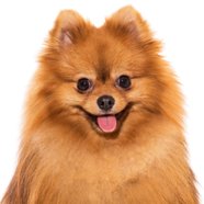 Pomeranian on Yard Dawgs lawn care Calgary package page