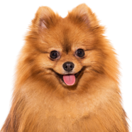 Pomeranian on Yard Dawgs lawn care Edmonton package page