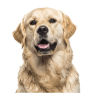 golden retriever on Yard Dawgs lawn care Red Deer package page