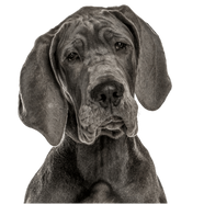 Great Dane on Yard Dawgs lawn care Calgary package page
