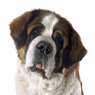 saint bernard on Yard Dawgs lawn care Edmonton package page