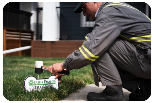 lawn care technician places Yard Dawgs lawn sign into freshly serviced lawn