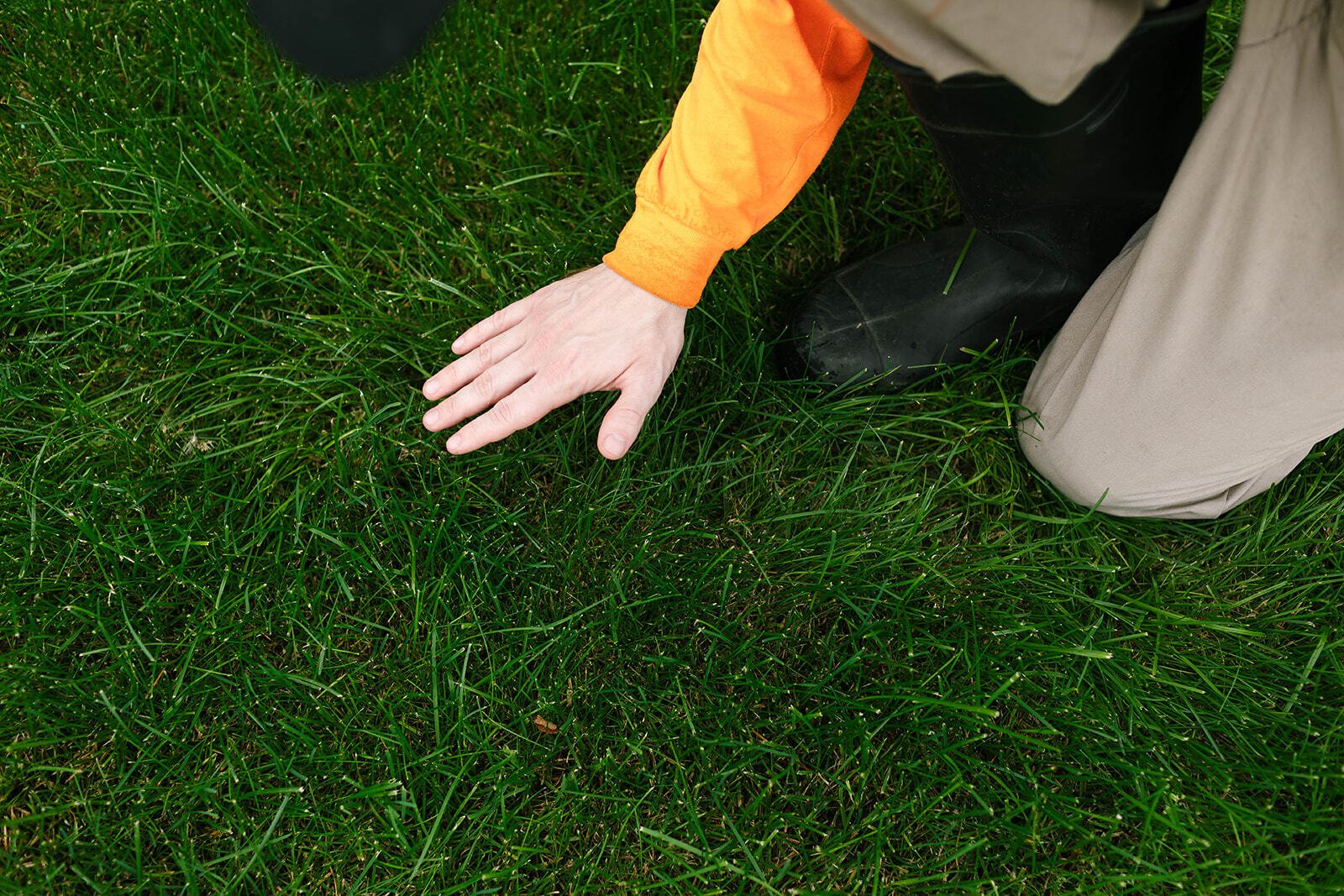 Weed Control in Edmonton: Keep Your Lawn Weed-Free