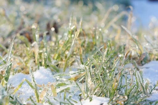 Do Weeds Die in Winter or Come Back in Spring?