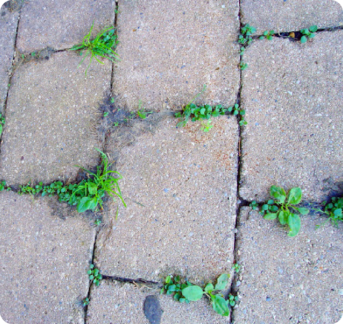 Weeds In Patio Stones