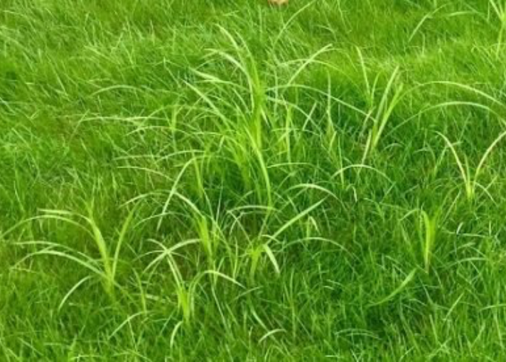 grassy weeds in a very green lawn above a Case Study module