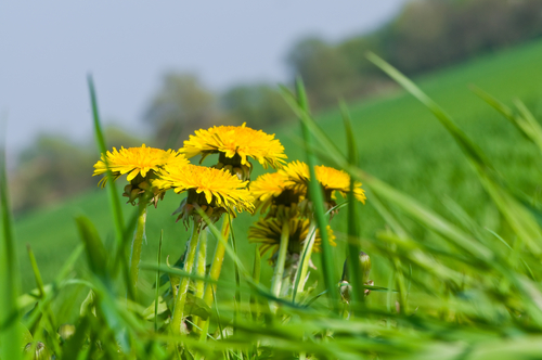 close up of four dandelions in a grassy field with blurred trees in the distance