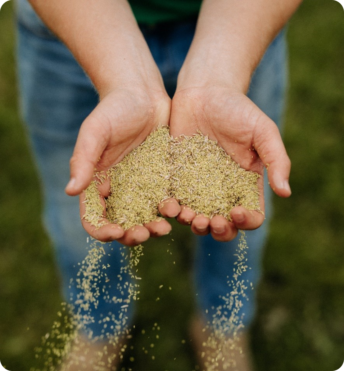 Calgary Grass Seed