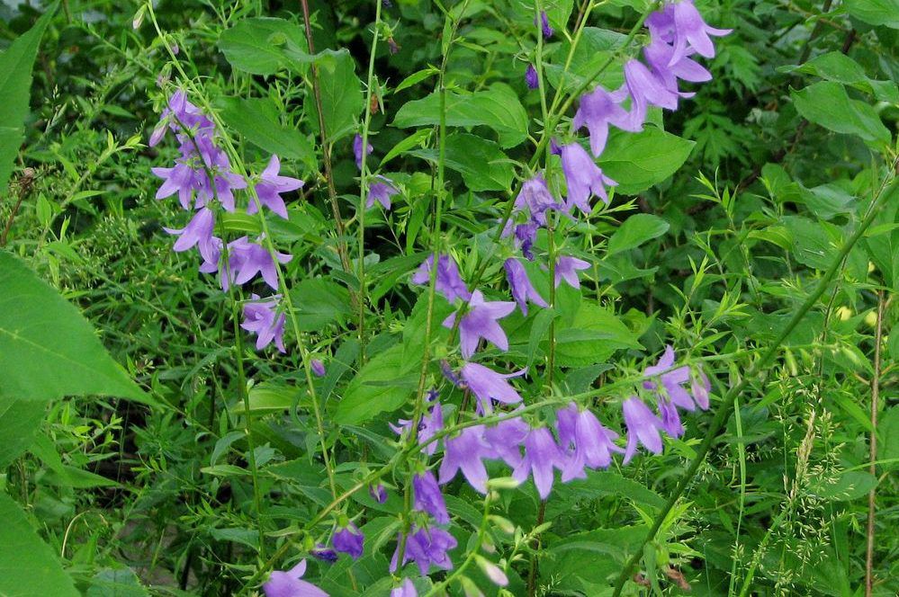 20+ Purple Flower Weeds In Grass