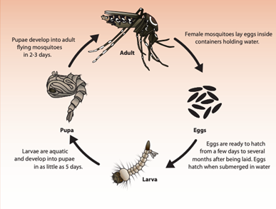 Mosquito Lifecyle