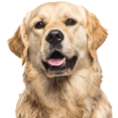 Golden Retriever Headshot