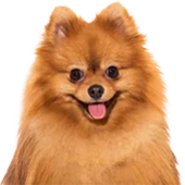 Pomeranian Headshot