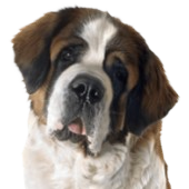 St. Bernard Headshot