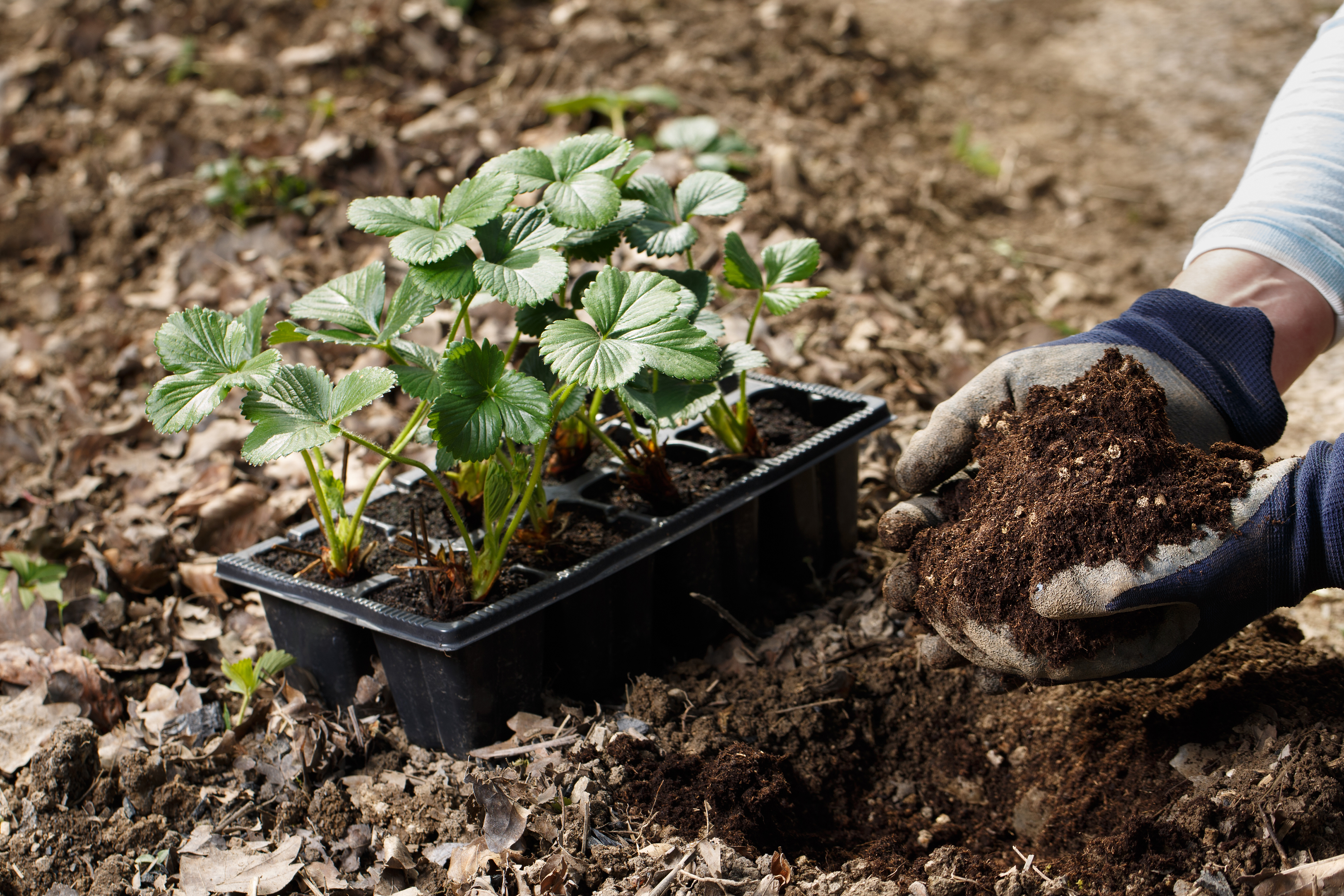 Super Juice in soil